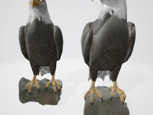 Bald eagle 3D Model