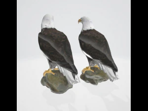 Bald eagle 3D Model