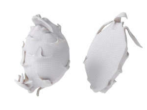 Melons Modèle 3D