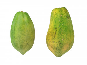 Papaya 3D Model