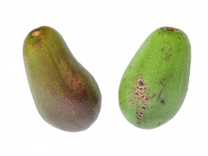 Avocado green Modelo 3D