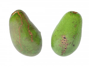 Avocado green Modelo 3D