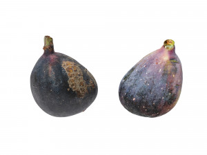 Fig fruit 3D Model