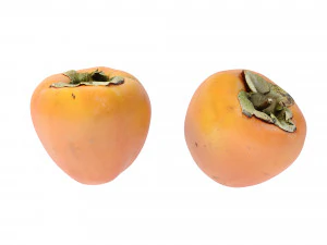 Persimmon 3D Model
