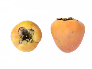 Persimmon Modèle 3D