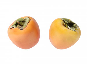 Persimmon Modèle 3D