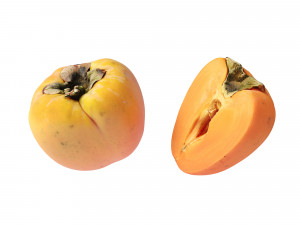 Persimmon Modèle 3D