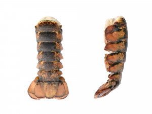 Atlantic Lobster tails 3D 모델