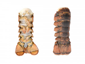 Atlantic Lobster tails 3D 모델