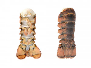 Atlantic Lobster tails 3D Model