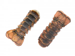 Atlantic Lobster tails 3D Model