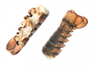 Atlantic Lobster tails 3D 모델