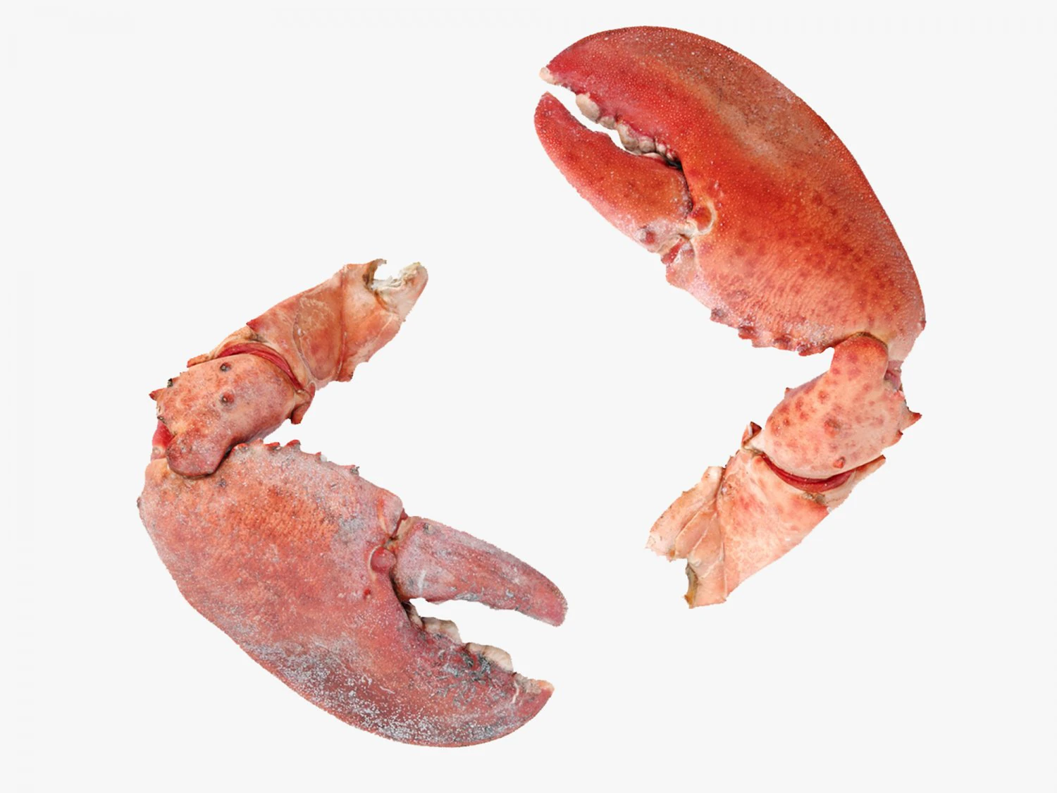 Lobster Claws Cooked 3D Model .c4d .max .obj .3ds .fbx .stl .blend 