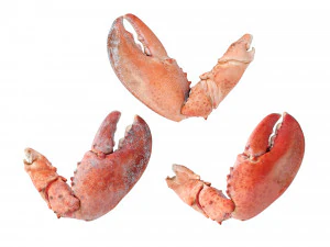 Lobster Claws Cooked 3D Model
