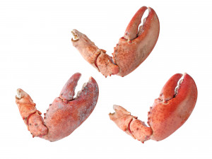 Lobster Claws Cooked Modello 3D