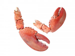 Lobster Claws Cooked 3D Model