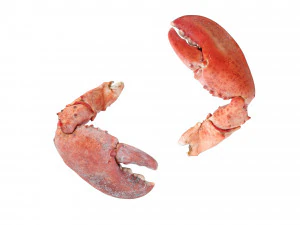 Lobster Claws Cooked 3D Model