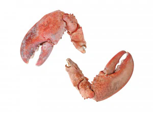 Lobster Claws Cooked 3D Model
