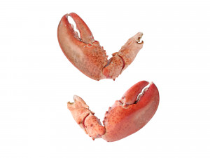 Lobster Claws Cooked Modello 3D