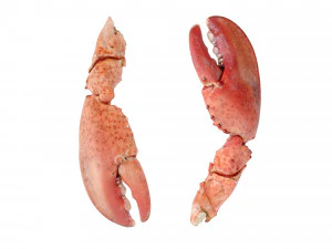 Lobster Claws Cooked 3D Model