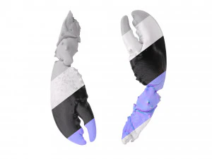 Lobster Claws Cooked 3D Model