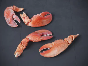 Lobster Claws Cooked 3D Model