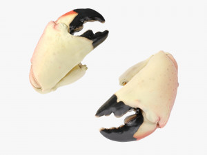 Stone Crab Claws Modèle 3D