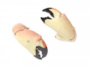 Stone Crab Claws 3D Model