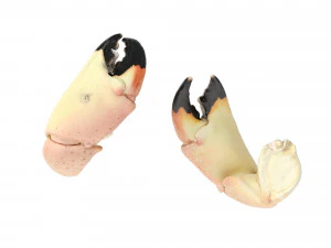 Stone Crab Claws 3D Model