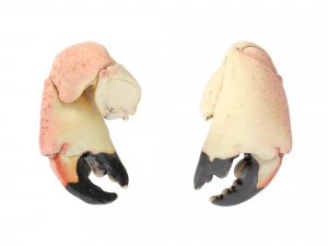 Stone Crab Claws 3D Model