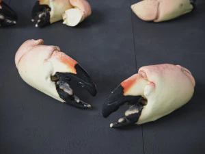 Stone Crab Claws 3D Model