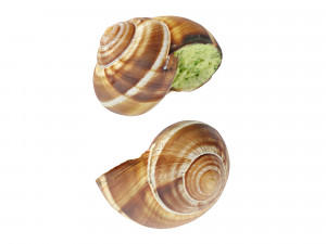 Escargots 3D-Modell