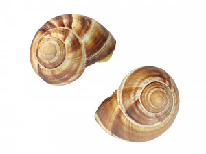 Escargots 3D Model