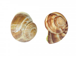 Escargots 3D-Modell