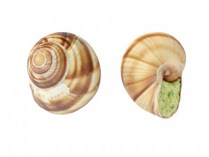 Escargots 3D-Modell