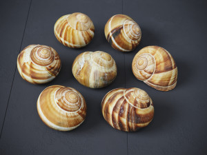 Escargots 3D-Modell