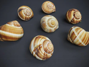 Escargots 3D Model