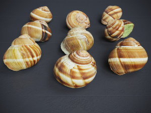 Escargots 3D-Modell
