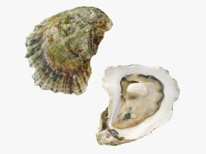 Half Shell Oysters Modèle 3D