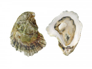 Half Shell Oysters 3D-Modell