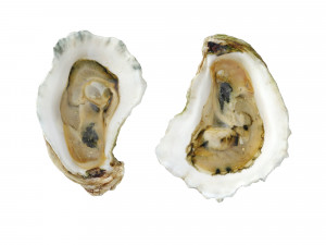 Half Shell Oysters 3D-Modell