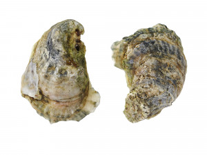 Half Shell Oysters 3D-Modell