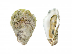 Half Shell Oysters 3D-Modell