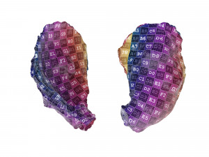 Half Shell Oysters 3D-Modell
