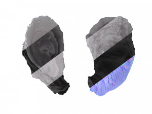 Half Shell Oysters 3D-Modell