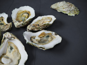 Half Shell Oysters 3D-Modell