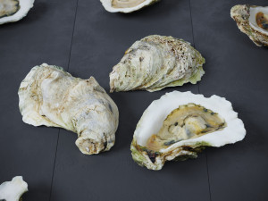 Half Shell Oysters 3D-Modell