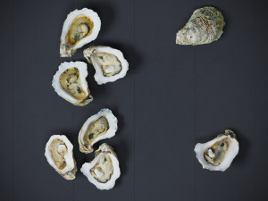 Half Shell Oysters 3D-Modell