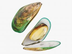 Mussel Green Shell Modèle 3D