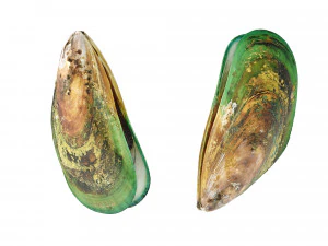 Mussel Green Shell 3D Model